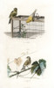 Canary And Linnet Poster Print By ® Florilegius / Mary Evans - Item # VARMEL10935792