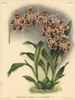Leopardinum Variety Of Odontoglossum Adrianae Hybrid Orchid Poster Print By ® Florilegius / Mary Evans - Item # VARMEL10939352