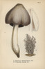 Ink Mushroom  Coprinus Atramentarius 1  Andà Poster Print By ® Florilegius / Mary Evans - Item # VARMEL10935590