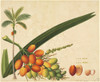 Areca Sp. Poster Print By Mary Evans / Natural History Museum - Item # VARMEL10707205