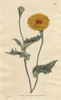 Poppy-Leaved Viper'S Grass  Native Of Tangierà Poster Print By ® Florilegius / Mary Evans - Item # VARMEL10934844