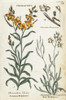 Common Wallflower And Sea Stock Poster Print By ® Florilegius / Mary Evans - Item # VARMEL10935933
