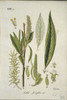 Salix Fragilis L. Xxii 2  Crack Willow Poster Print By Mary Evans / Natural History Museum - Item # VARMEL10704296