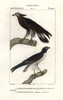Oriental Honey Buzzard  Pernis Ptilorhyncusà Poster Print By ® Florilegius / Mary Evans - Item # VARMEL10936110