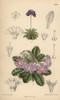 Primula Pusilla And Primula Petiolaris Varà Poster Print By ® Florilegius / Mary Evans - Item # VARMEL10935154