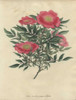 Pink Rose  Rosa Carolina Var Pimpinellifolia Poster Print By ® Florilegius / Mary Evans - Item # VARMEL10934452
