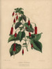 Crimson Fuchsia  Fuchsia Splendens Poster Print By ® Florilegius / Mary Evans - Item # VARMEL10936789