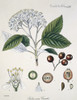 Sorbus Aria Crantz L. 116  Whitebeam Poster Print By Mary Evans / Natural History Museum - Item # VARMEL10704286