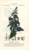 Nettle-Leaved Bellflower  Campanula Trachelium Poster Print By ® Florilegius / Mary Evans - Item # VARMEL10936180