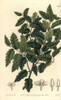 Schinus Latifolia Tree Poster Print By ® Florilegius / Mary Evans - Item # VARMEL10940083