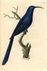 Promerops Caeruleus  Blue Promerops Poster Print By ® Florilegius / Mary Evans - Item # VARMEL10940548