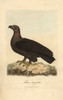 Golden Eagle  Falco Chryseatos  Aquila Chryseatos Poster Print By ® Florilegius / Mary Evans - Item # VARMEL10937390