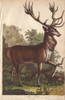 Stag  Cervus Elaphus Poster Print By ® Florilegius / Mary Evans - Item # VARMEL10941225