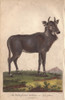 Nilgai  Nylghan  Or White Footed Antelopeà Poster Print By ® Florilegius / Mary Evans - Item # VARMEL10941216