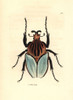 Goliath Beetle Species  Golathus Cacicus- Poster Print By ® Florilegius / Mary Evans - Item # VARMEL10940754
