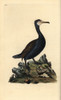 Great Cormorant  Phalacrocorax Carbo Poster Print By ® Florilegius / Mary Evans - Item # VARMEL10936250