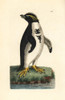 Southern Rockhopper Penguin  Eudyptes Chrysocome Vulnerable Poster Print By ® Florilegius / Mary Evans - Item # VARMEL10940653