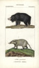 Sloth Bear  Ursus Ursinus Andà Poster Print By ® Florilegius / Mary Evans - Item # VARMEL10938980