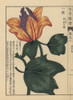 American Tulip Tree  Liriodendron Tulipifera L Poster Print By ® Florilegius / Mary Evans - Item # VARMEL10938614