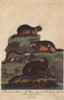 Beaver  Alpine Marmot  Bobak Marmot And Earless Marmot Poster Print By ® Florilegius / Mary Evans - Item # VARMEL10941235