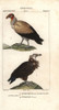 King Vulture  Sarcoramphus Papa  And Griffonà Poster Print By ® Florilegius / Mary Evans - Item # VARMEL10936108