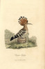 Hoopoe  Upupa Epops Poster Print By ® Florilegius / Mary Evans - Item # VARMEL10937340