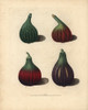 Fig Varieties  Ficus Carica Poster Print By ® Florilegius / Mary Evans - Item # VARMEL10935705