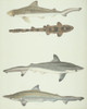 Ls Plate 180 From The John Reeves Collection Poster Print By Mary Evans / Natural History Museum - Item # VARMEL10707429