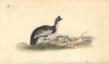 Helmeted Guineafowl  Numida Meleagris Poster Print By ® Florilegius / Mary Evans - Item # VARMEL10936355