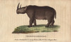 Two-Horned Rhinoceros Or Black Rhino  Diceros Bicornis Poster Print By ® Florilegius / Mary Evans - Item # VARMEL10941026