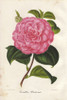 Pink Camellia  Olivetana  Thea Japonica Poster Print By ® Florilegius / Mary Evans - Item # VARMEL10938688