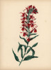 Cardinal Flower With Crimson Flowers Lobelia Cardinalis Poster Print By ® Florilegius / Mary Evans - Item # VARMEL10934563