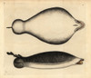 Coffin Ray  Hypnos Monopterygius Poster Print By ® Florilegius / Mary Evans - Item # VARMEL10940327