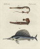 Cornetfish  Chinese Trumpetfish And Swordfish Poster Print By ® Florilegius / Mary Evans - Item # VARMEL10934744