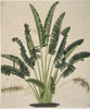 Plant Illustration Poster Print By Mary Evans / Natural History Museum - Item # VARMEL10713142