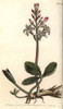 Buckbean  Menyanthes Trifoliata Poster Print By ® Florilegius / Mary Evans - Item # VARMEL10936071