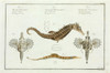 Various Seahorse Species By Marcus Bloch Poster Print By Mary Evans / Natural History Museum - Item # VARMEL10987325