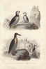 Puffin  Extinct Great Auk  And Emperor Penguin Poster Print By ® Florilegius / Mary Evans - Item # VARMEL10941076