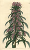 Denseflower Willowherb  Boisduvalia Densiflora Poster Print By ® Florilegius / Mary Evans - Item # VARMEL10940094