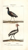Grey-Winged Trumpeter  Psophia Crepitans  Andà Poster Print By ® Florilegius / Mary Evans - Item # VARMEL10936175