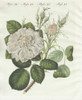 White Damask Rose  Rosa Damascena Flor Alba Poster Print By ® Florilegius / Mary Evans - Item # VARMEL10934591