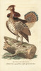 Ruffed Grouse  Bonasa Umbellus Poster Print By ® Florilegius / Mary Evans - Item # VARMEL10937864