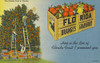 The Golden Fruit Of Florida  Usa Poster Print By Mary Evans / Grenville Collins Postcard Collection - Item # VARMEL10651832