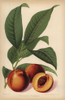 Humboldt Nectarine  Prunus Persica Cultivar Poster Print By ® Florilegius / Mary Evans - Item # VARMEL10936647