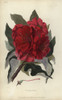 Indian Tree Rosebay  Rhododendron Arboreum Poster Print By ® Florilegius / Mary Evans - Item # VARMEL10936776