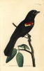 Red-Shouldered Tanager  Tachyphonus Phoenicius Poster Print By ® Florilegius / Mary Evans - Item # VARMEL10940377