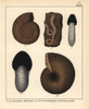 Extinct Fossil Gastropods: Ammonites Parkinsonià Poster Print By ® Florilegius / Mary Evans - Item # VARMEL10941115