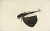 Dactylopterus Volitans  Flying Gurnard Poster Print By Mary Evans / Natural History Museum - Item # VARMEL10706825