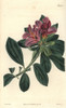 Cluster-Flowered Indian Azalea With Purpleà Poster Print By ® Florilegius / Mary Evans - Item # VARMEL10934426
