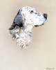 Portrait Painting Of An English Setter Dog Poster Print By Malcolm Greensmith ® Adrian Bradbury/Mary Evans - Item # VARMEL10271173